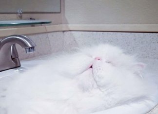 Cats that prove they are liquid (21 images)