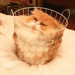 Cats That Prove They Are Liquid (8)