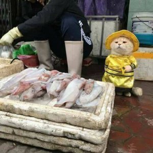 Kitten Selling Fish In Vietnam (1)