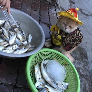 Kitten Selling Fish In Vietnam (11)