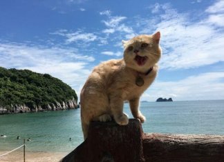 Kitten selling fish in Vietnam