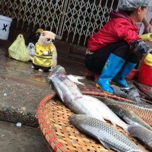 Kitten Selling Fish In Vietnam (4)