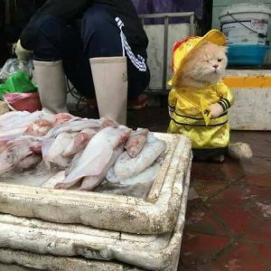 Kitten Selling Fish In Vietnam (5)