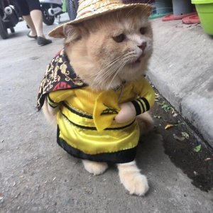 Kitten Selling Fish In Vietnam (7)