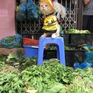 Kitten Selling Fish In Vietnam (9)