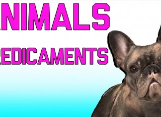 Funny animal fails