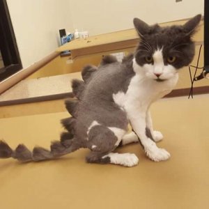 my owner is an idiot (19)