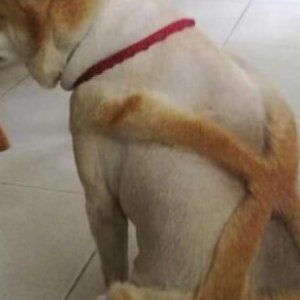 my owner is an idiot (20)