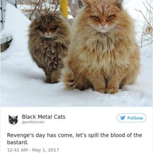 Black Metal Cats (1)