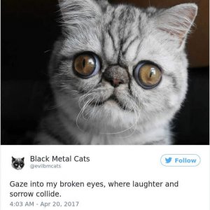 Black Metal Cats (11)