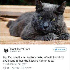 Black Metal Cats (12)