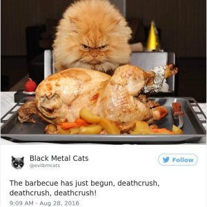 Black Metal Cats (13)