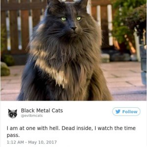 Black Metal Cats (14)