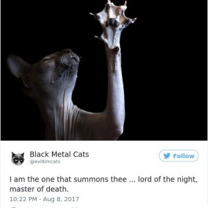 Black Metal Cats (15)