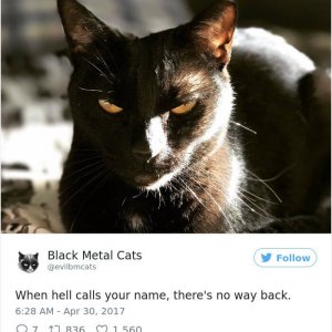 Black Metal Cats (17)