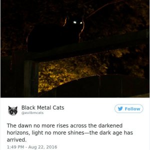 Black Metal Cats (19)