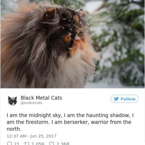 Black Metal Cats (20)