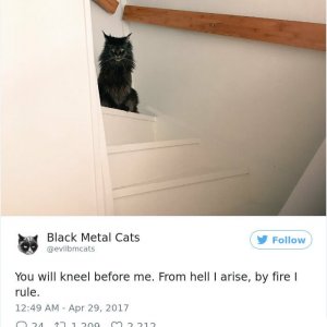 Black Metal Cats (21)