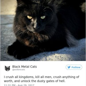 Black Metal Cats (22)