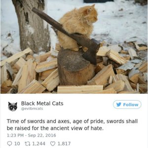 Black Metal Cats (23)
