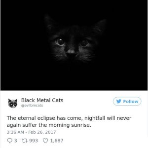Black Metal Cats (24)