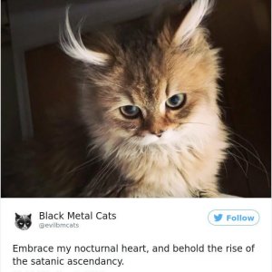 Black Metal Cats (25)