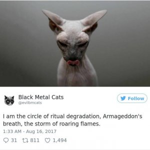 Black Metal Cats (26)