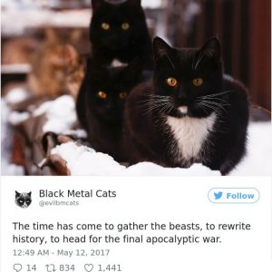Black Metal Cats (27)