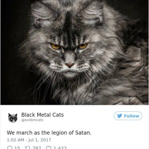 Black Metal Cats (28)