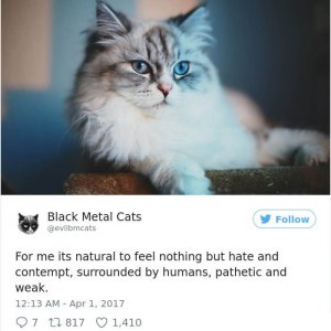 Black Metal Cats (29)