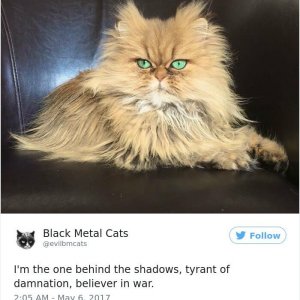 Black Metal Cats (30)