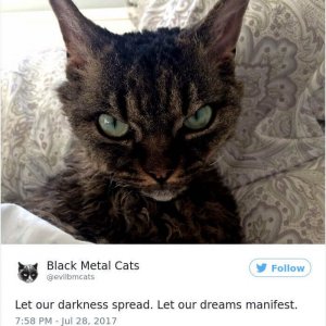 Black Metal Cats (9)