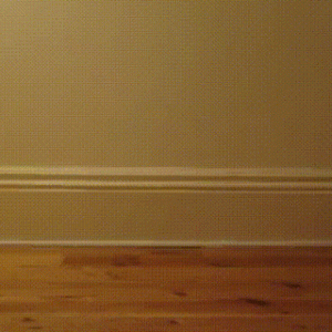 Cats in the boxes (1)