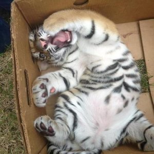 Cats in the boxes (1)