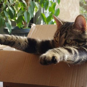 Cats in the boxes (10)
