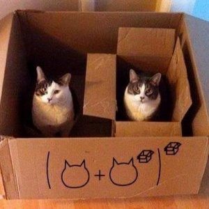 Cats in the boxes (11)