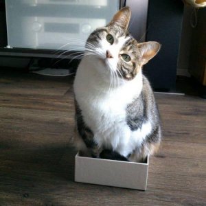 Cats in the boxes (12)