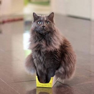 Cats in the boxes (13)