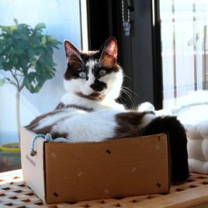 Cats in the boxes (14)