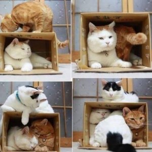 Cats in the boxes (15)