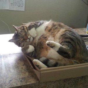 Cats in the boxes (16)