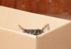 Funny cats in boxes (21 images)