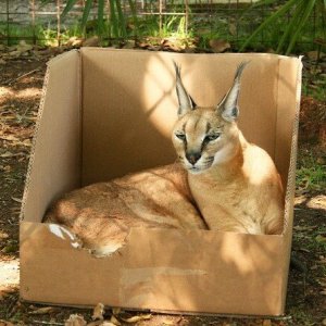 Cats in the boxes (18)