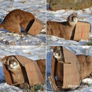 Cats in the boxes (19)