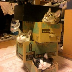Cats in the boxes (2)