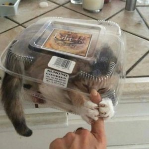 Cats in the boxes (20)