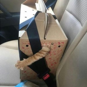 Cats in the boxes (21)