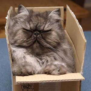 Cats in the boxes (3)