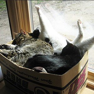 Cats in the boxes (4)