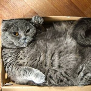 Cats in the boxes (5)